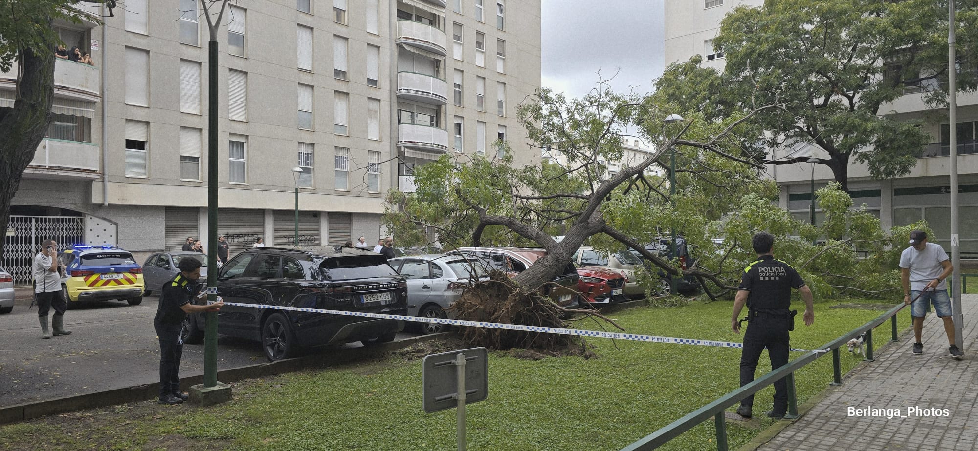 La Policia Local ha acordonat la zona després de la caiguda de l'arbre. FOTO: Alberto Campos / Berlanga_Photos