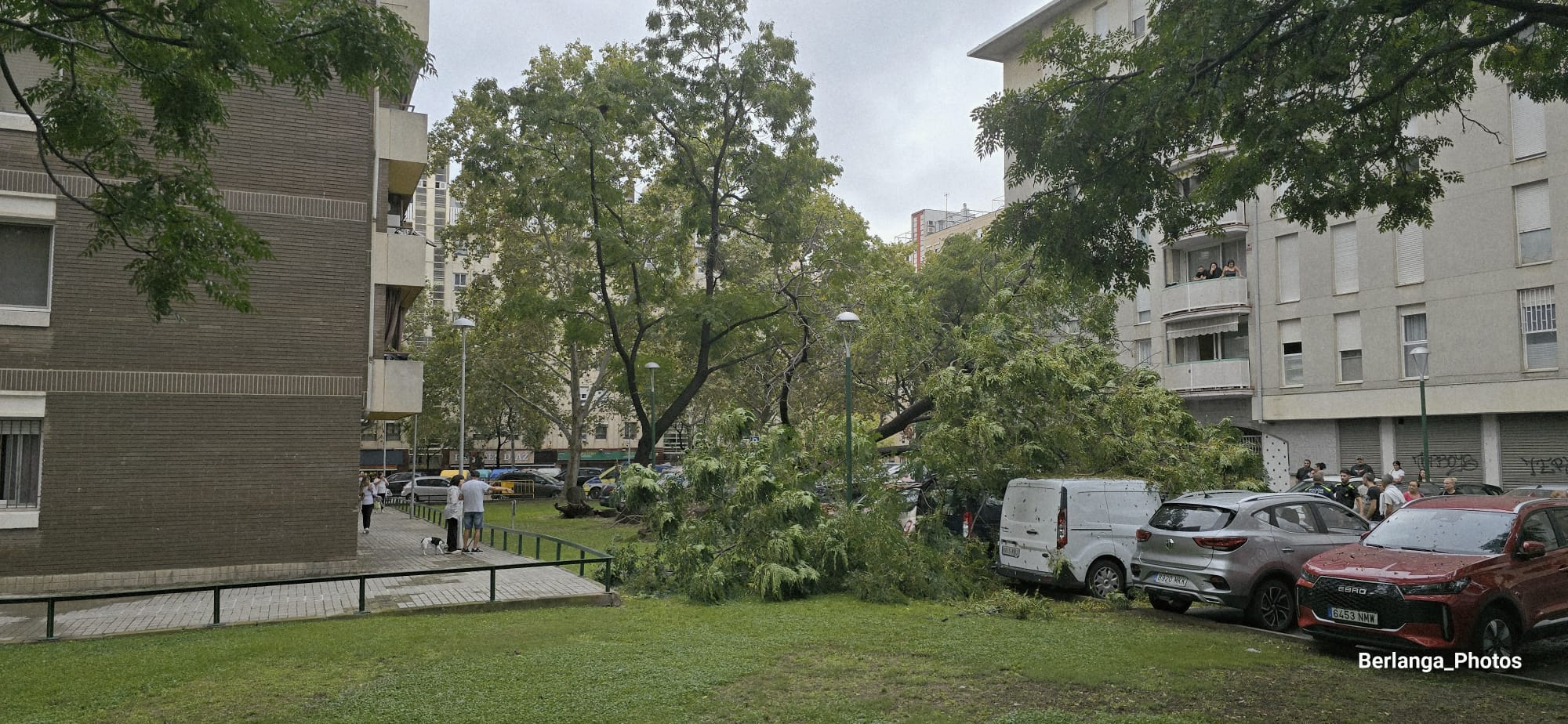 L'arbre, arrencat de soca-rel, ha ocupat part de la zona d'aparcament. FOTO: Alberto Campos / Berlanga_Photos