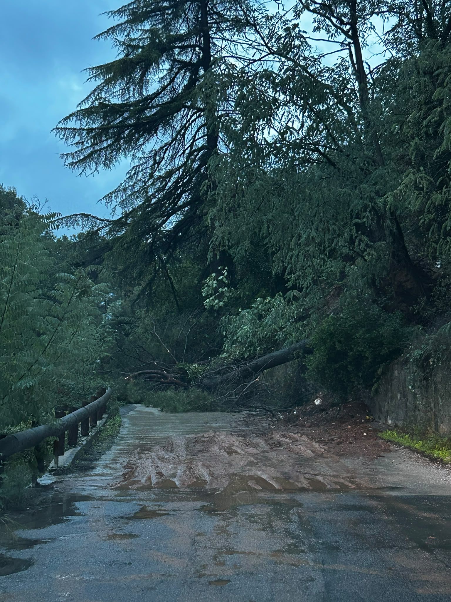 Un arbre caigut talla parcialment la carretera del Cementiri després de l’aiguat. FOTO: Alex Ramos