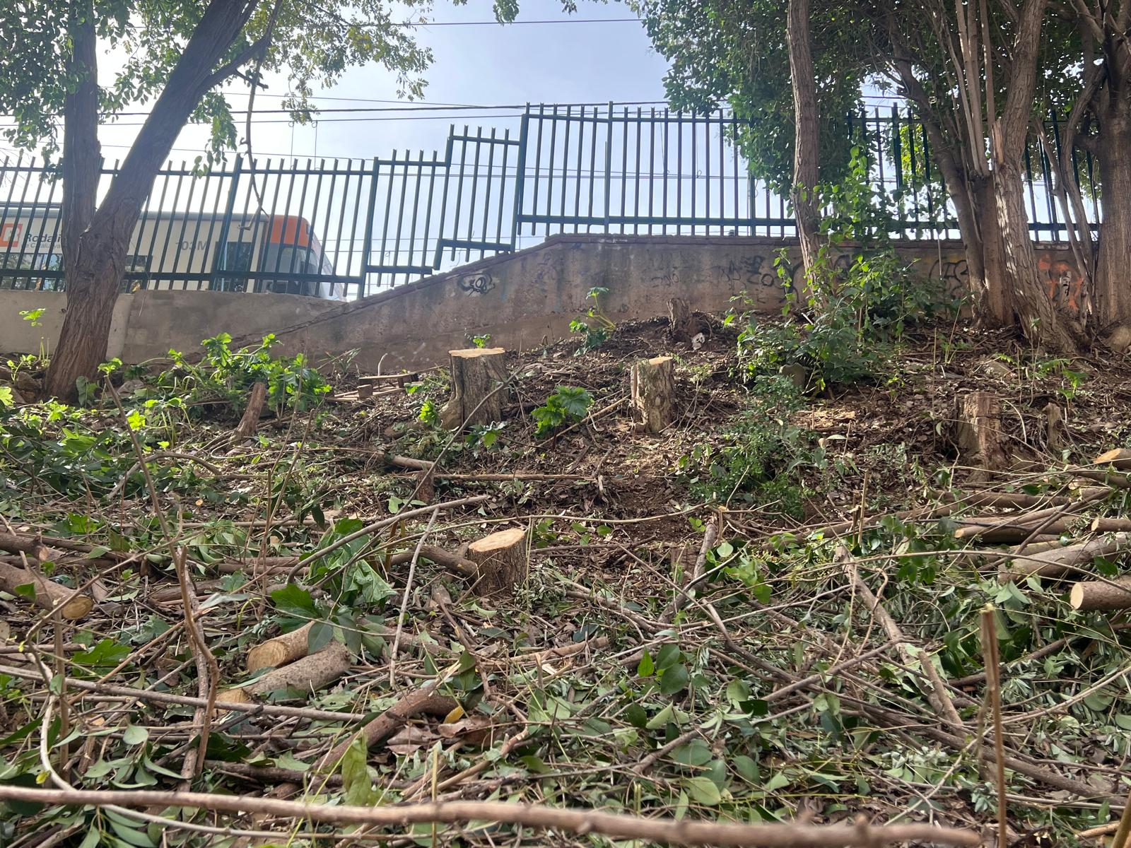 Les soques dels arbres talats al carrer de Salvador Espriu, amb un tren de Rodalies circulant al fons. FOTO: Judit Josa
