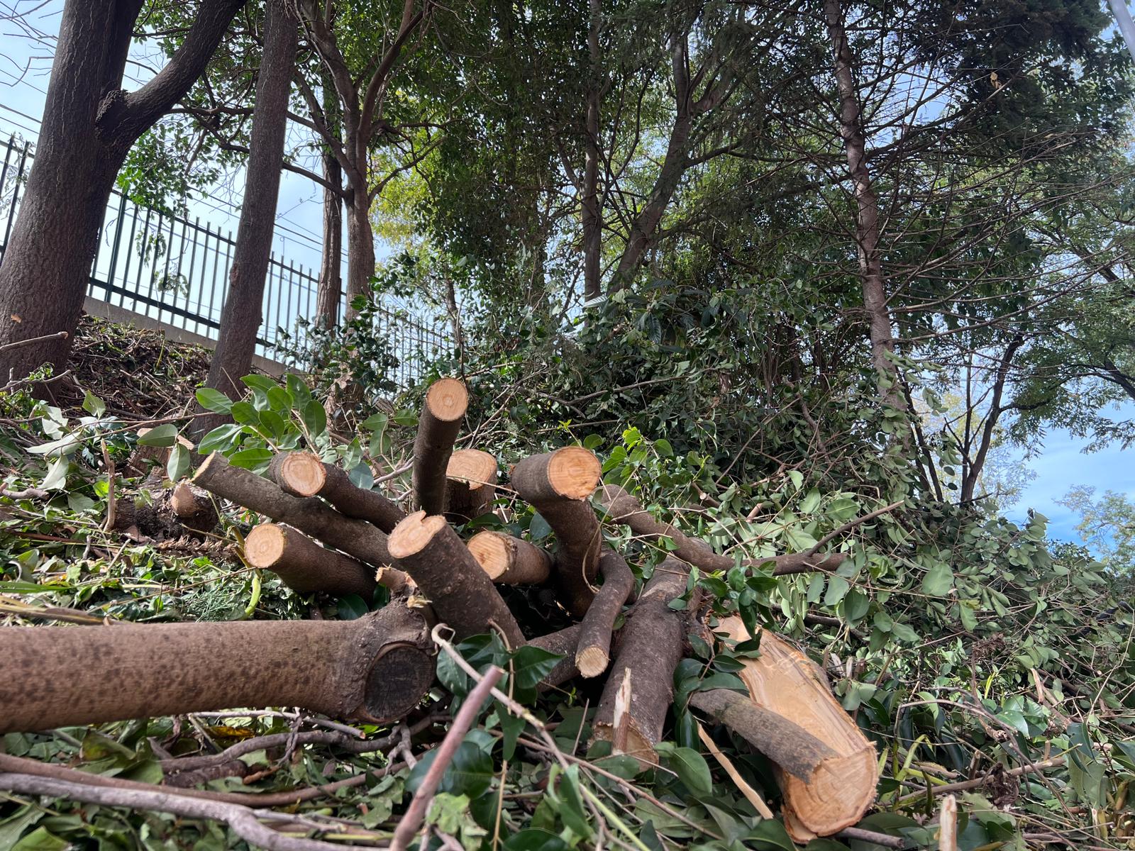 Acumulació de troncs i branques després de la tala d'arbres al talús ferroviari del carrer de Salvador Espriu. FOTO: Judit Josa